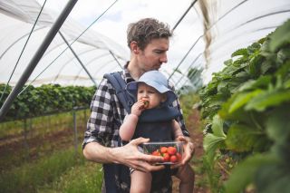 Father and baby picking strawberries to save money on food