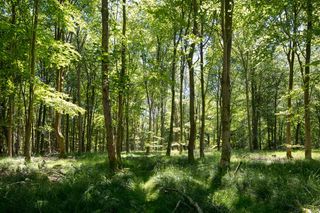 Savernake Woods in Wiltshire