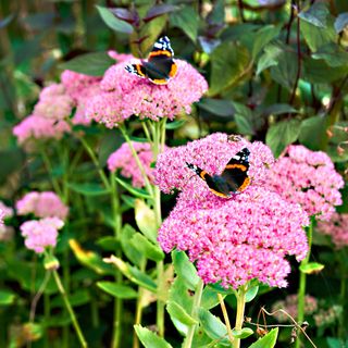 Butterflies on pink sedum flowers