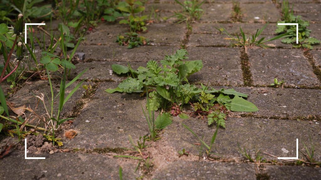 How to kill ivy roots in 5 easy steps | Ideal Home