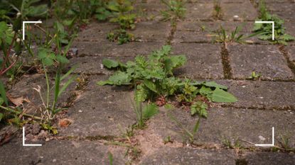 picture of weeds growing through pavement