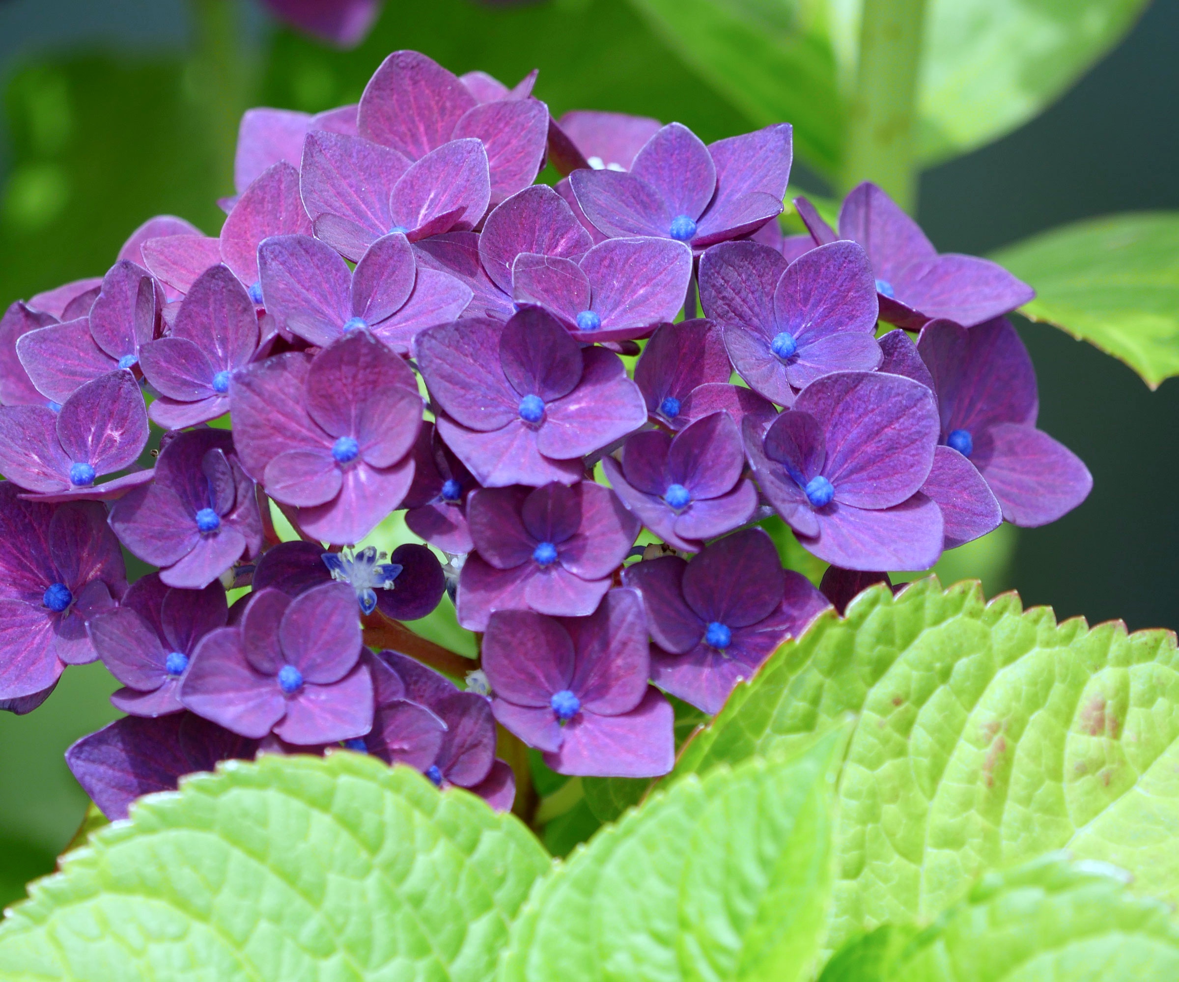 purple hydrangea Color Fantasy showing deep purple flowers