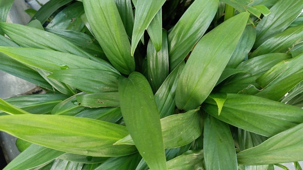 green leaves of cast iron plant 