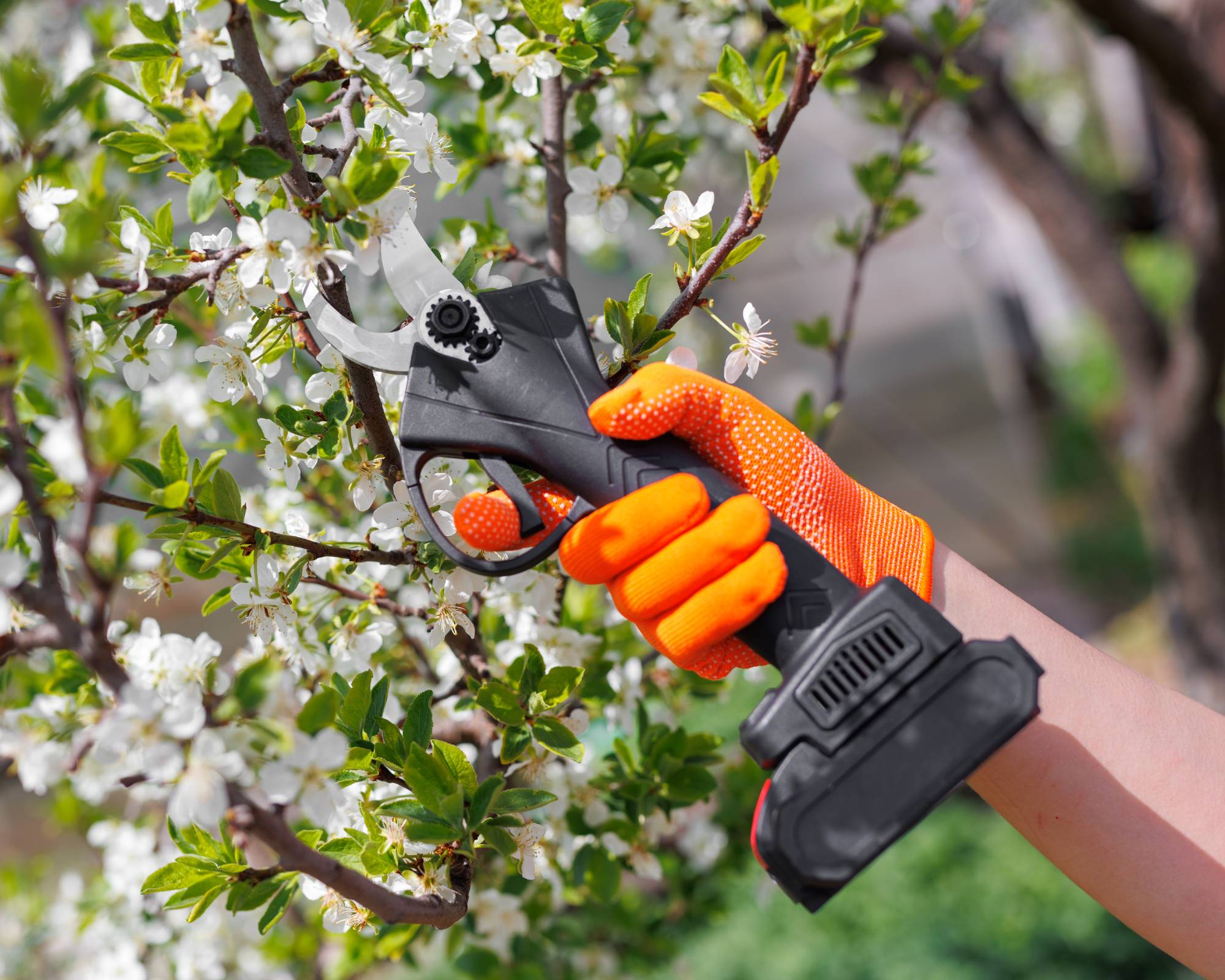Electric pruners used to trim tree