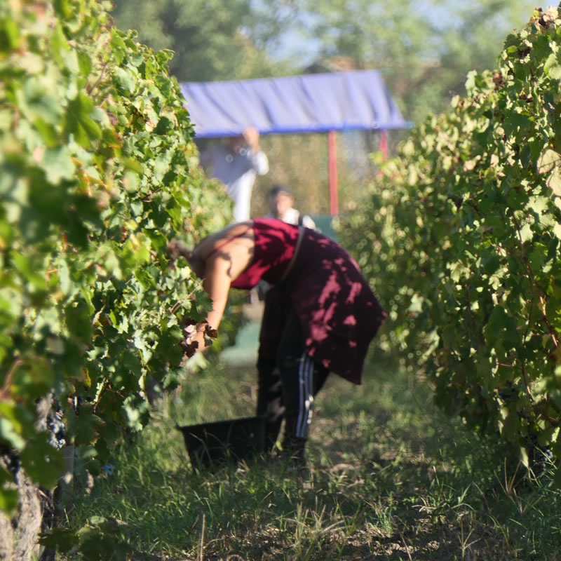 workers in the vineyard