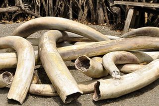  A pile of old ivory tusks.