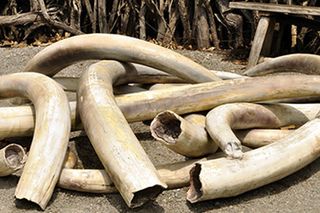 A pile of old ivory tusks.