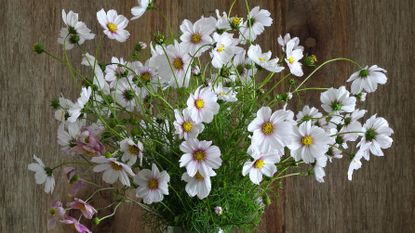 Cosmos flowers in a vase