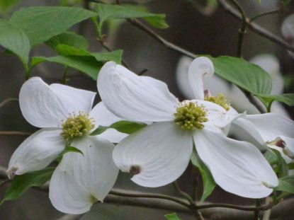 White Flowered Plant