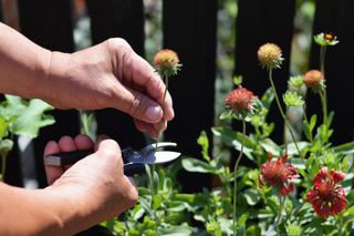 deadheading spent flowers in the garden