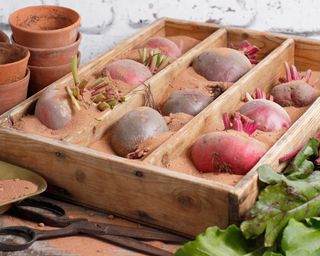 beetroot in boxes for storage
