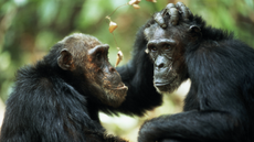 Mahale Mountains National Park, Tanzania.