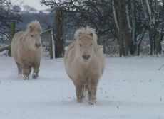 twins1.jpg