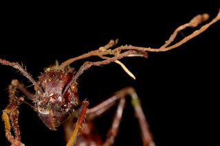 Ophiocordyceps ponerinarum infecting a bullet ant (Paraponera clavata) in the Brazilian Amazon.