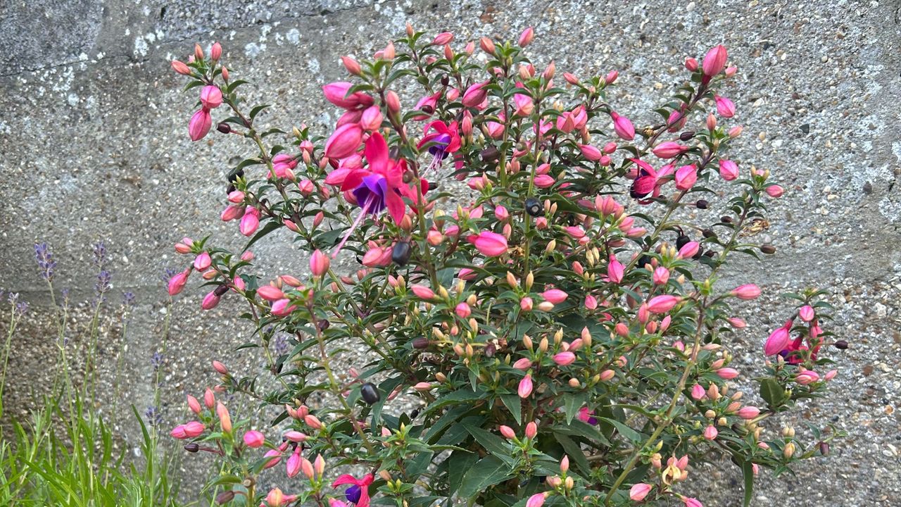 Pink and purple flowering standard fuchsia plant next to garden wall