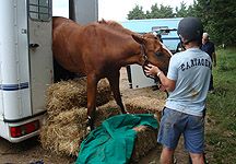 trapped-horse.jpg