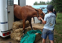 trapped-horse.jpg