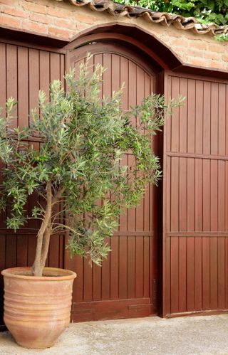 An olive tree in front of a front door