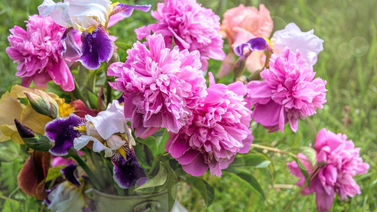 Bouquet of pink peonies and iris flowers in front of lawn