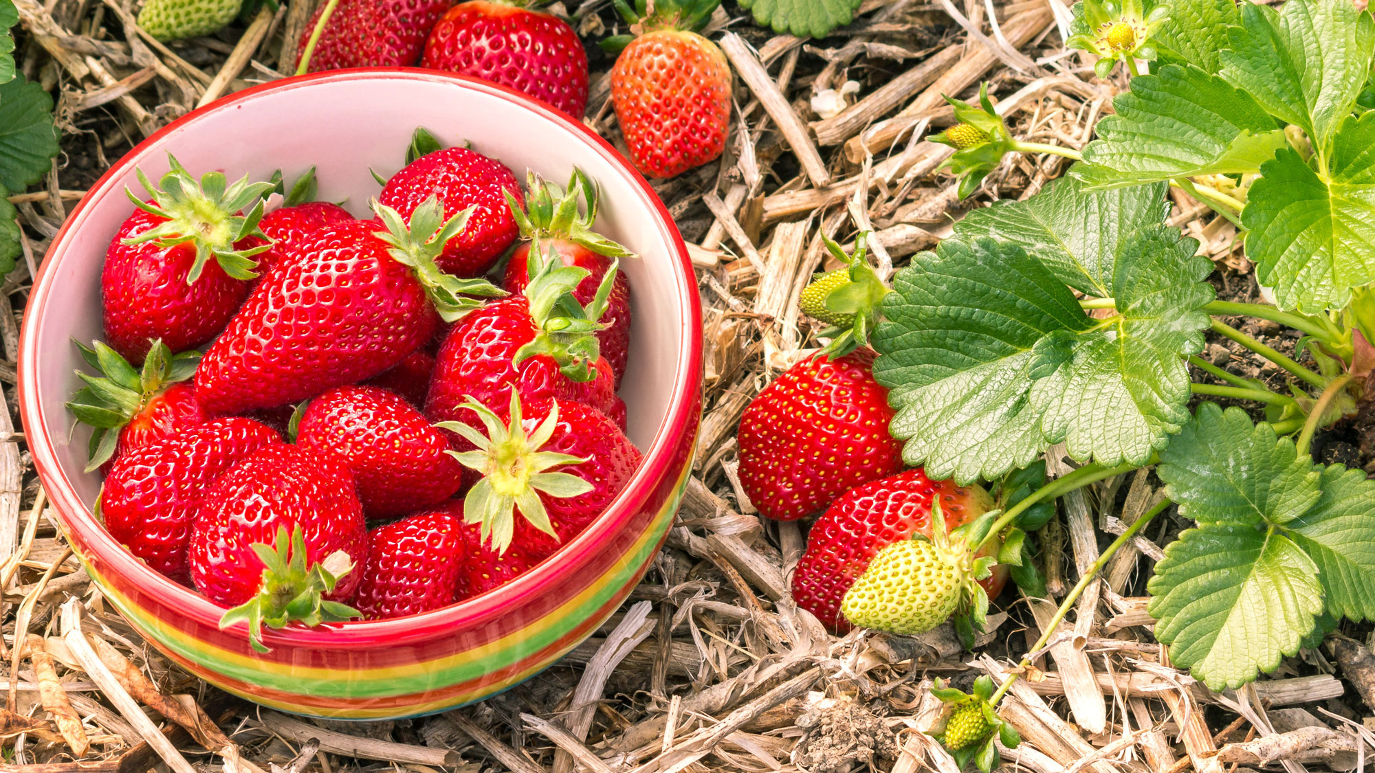 colorful dish of strawberry fruits next to plants on straw mulch