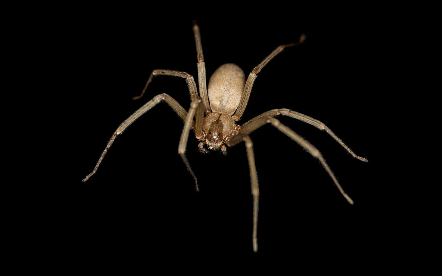 Do Brown Recluse Spider Bites Really Lead To Amputations Live Science