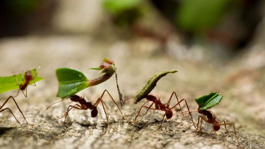 Are ants bad for a garden? Experts assess their benefits