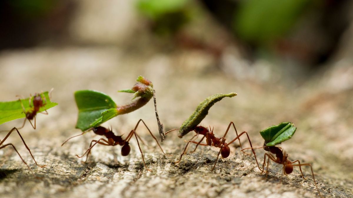 Are ants bad for a garden? Gardening experts assess their benefits