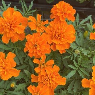 Orange Marigolds - 4 Inch Pot