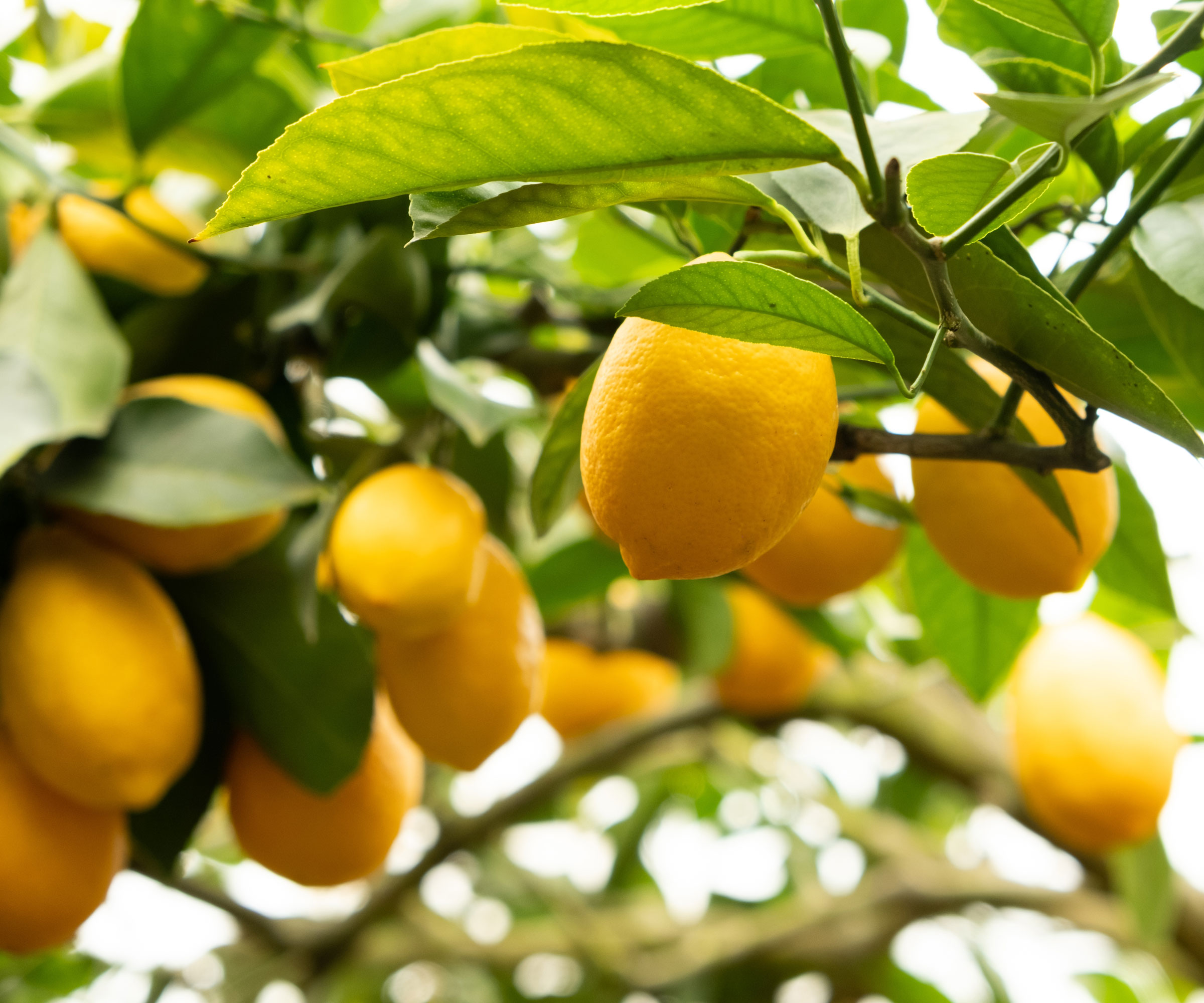 ripe fruits on lemon tree