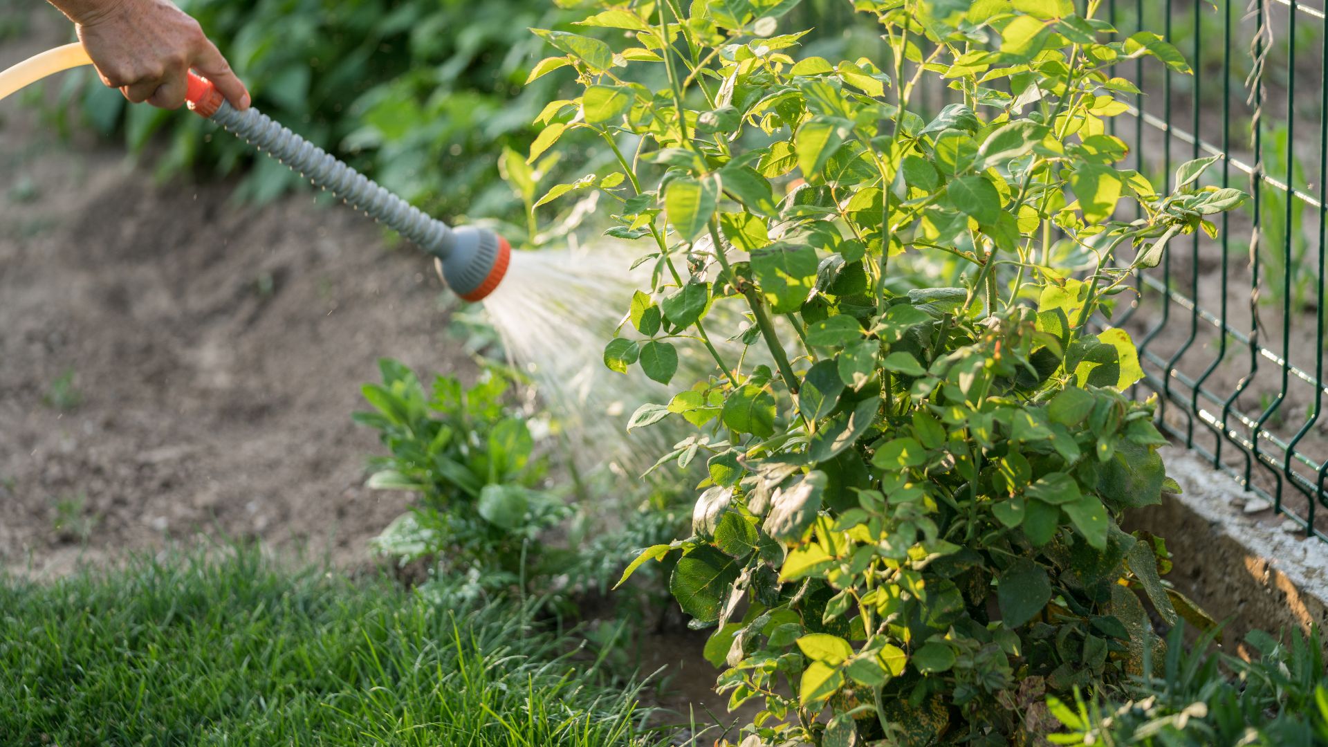 woman hand watering small rose bush in garden