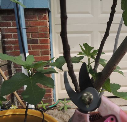 Potted Fig Tree Being Pruned