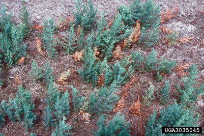 Juniper Trees Damaged By Twig Blight Disease