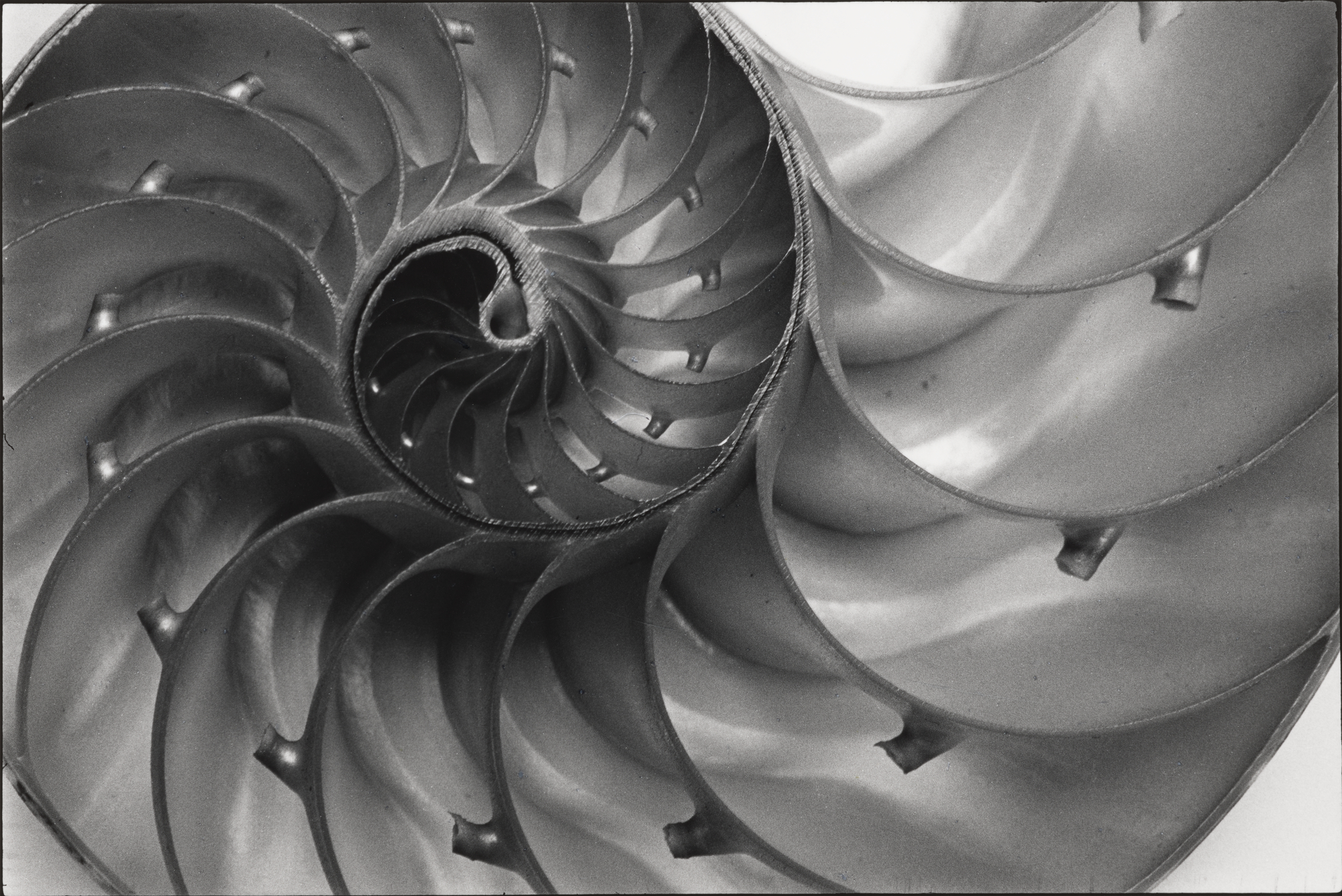 Black and white macro photograph of a nautilus shell cut in half, revealing its spiralling internal chambers in fine detail.