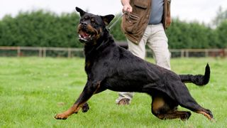 Dog aggression: A man holding an aggressive rottweiler on a leash