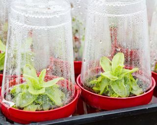 plastic cups used to cover small seedlings and create a mini greenhouse effect