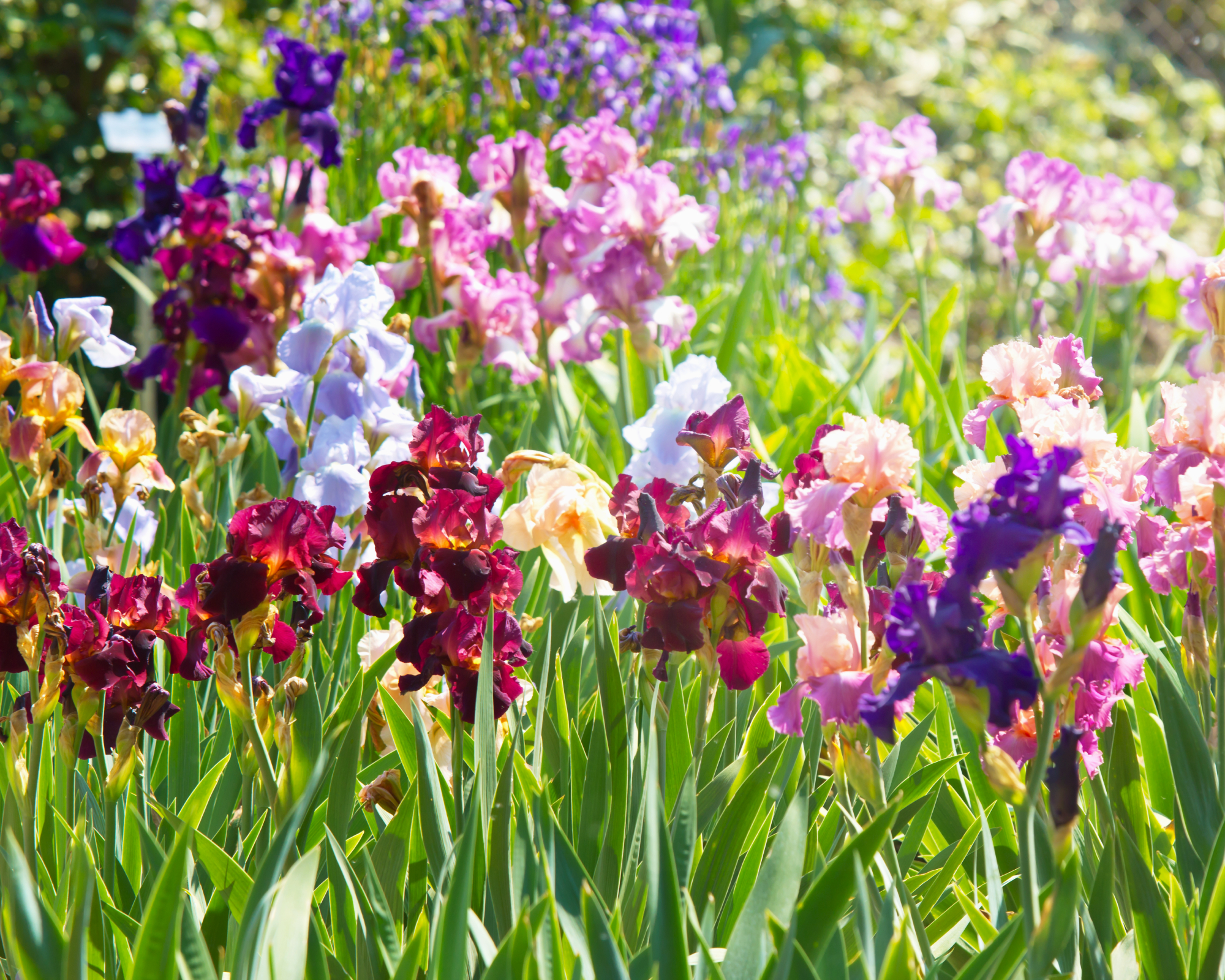 irises in the garden