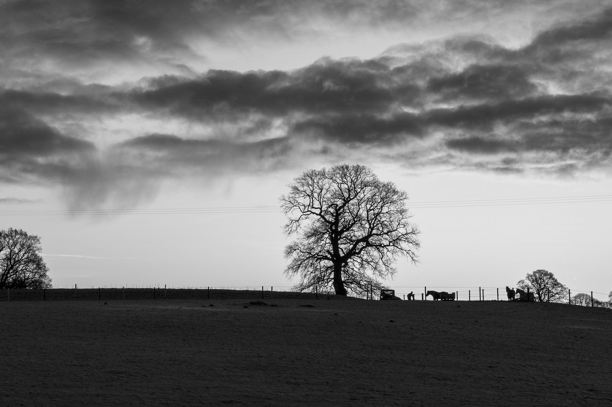 Leica Q3 Monochrom sample gallery: tree on the horizon