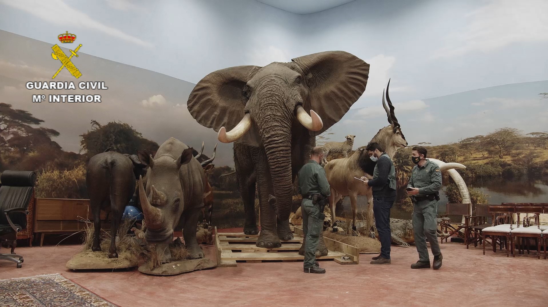 A taxidermy elephant, rhino and cheetah, as well as other animals, from the collection seized by Spanish police.