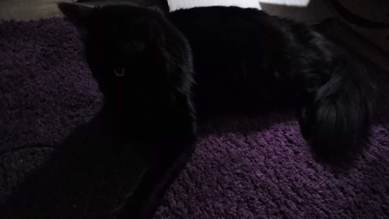 ...unlike the same shot without flash. You'd think this was taken in a pitch-dark room, but there were actually several lamps and the cat was clearly discernible to the naked eye (and other phone cameras).