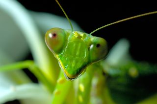 insect head, praying mantis, praying mantis head