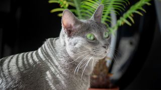 Korat cat stood in front of plant