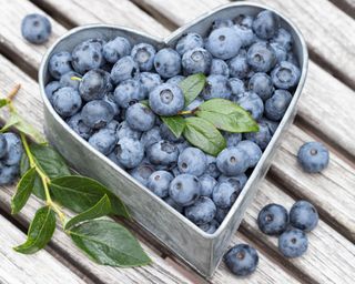 blueberries harvested fresh from late summer pickings