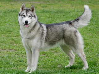 Full body side on view of Siberian Husky