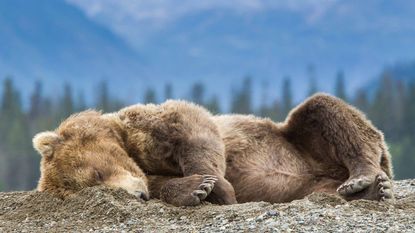 A bear lies sleeping in the mountains.