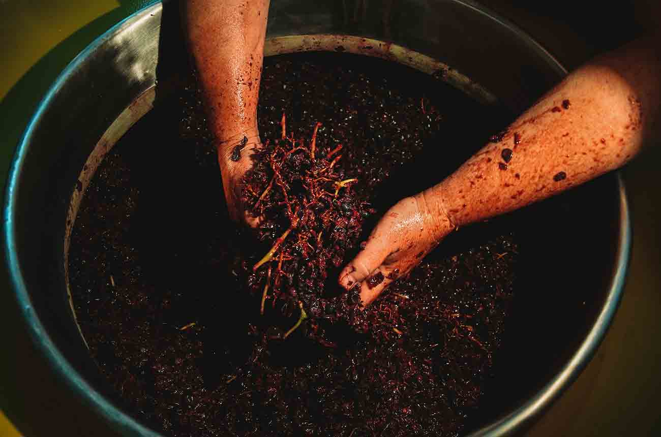 Grape maceration at Casa Gran del Siurana winery in Priorat, Spain