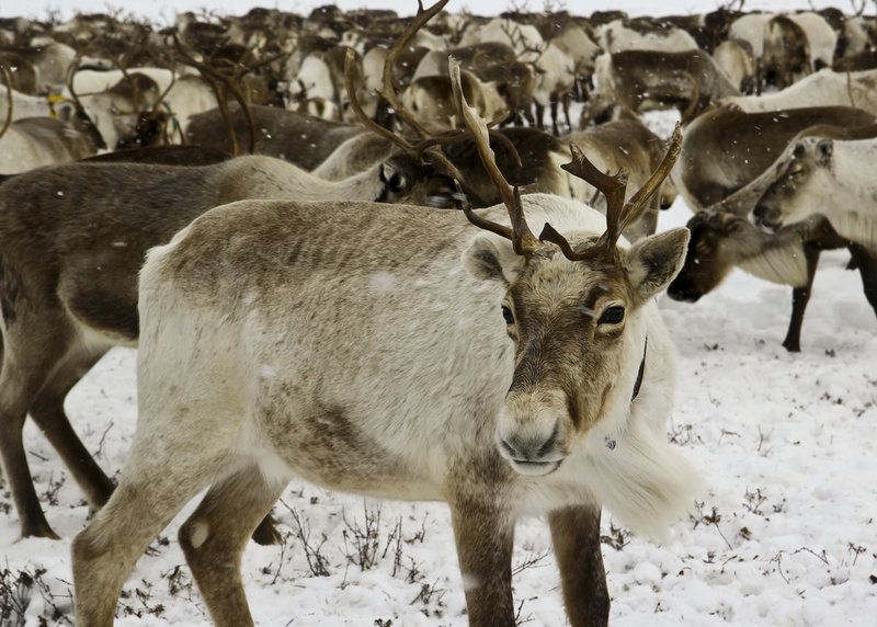 facts-about-reindeer-live-science