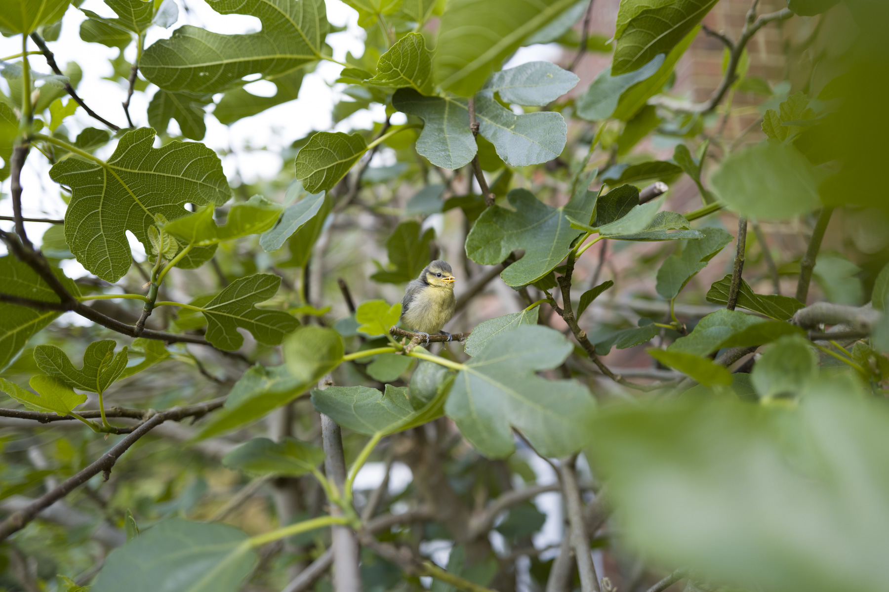 Garden bird wildlife photo at the Leica Q3's full 28mm field of view
