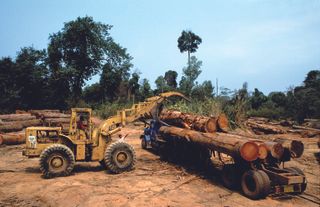 logging Laos