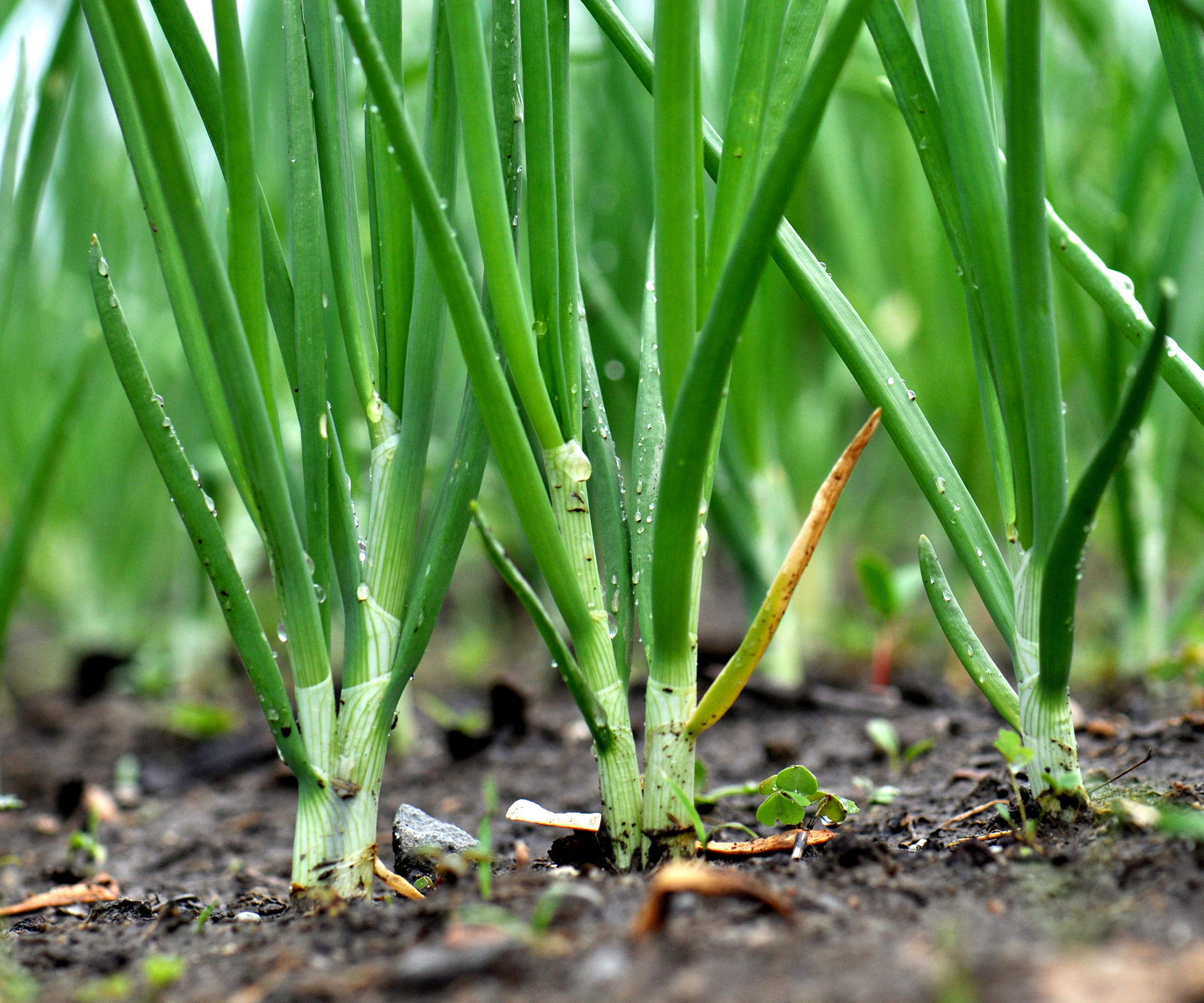 Spring onions growing in the vegetable garden