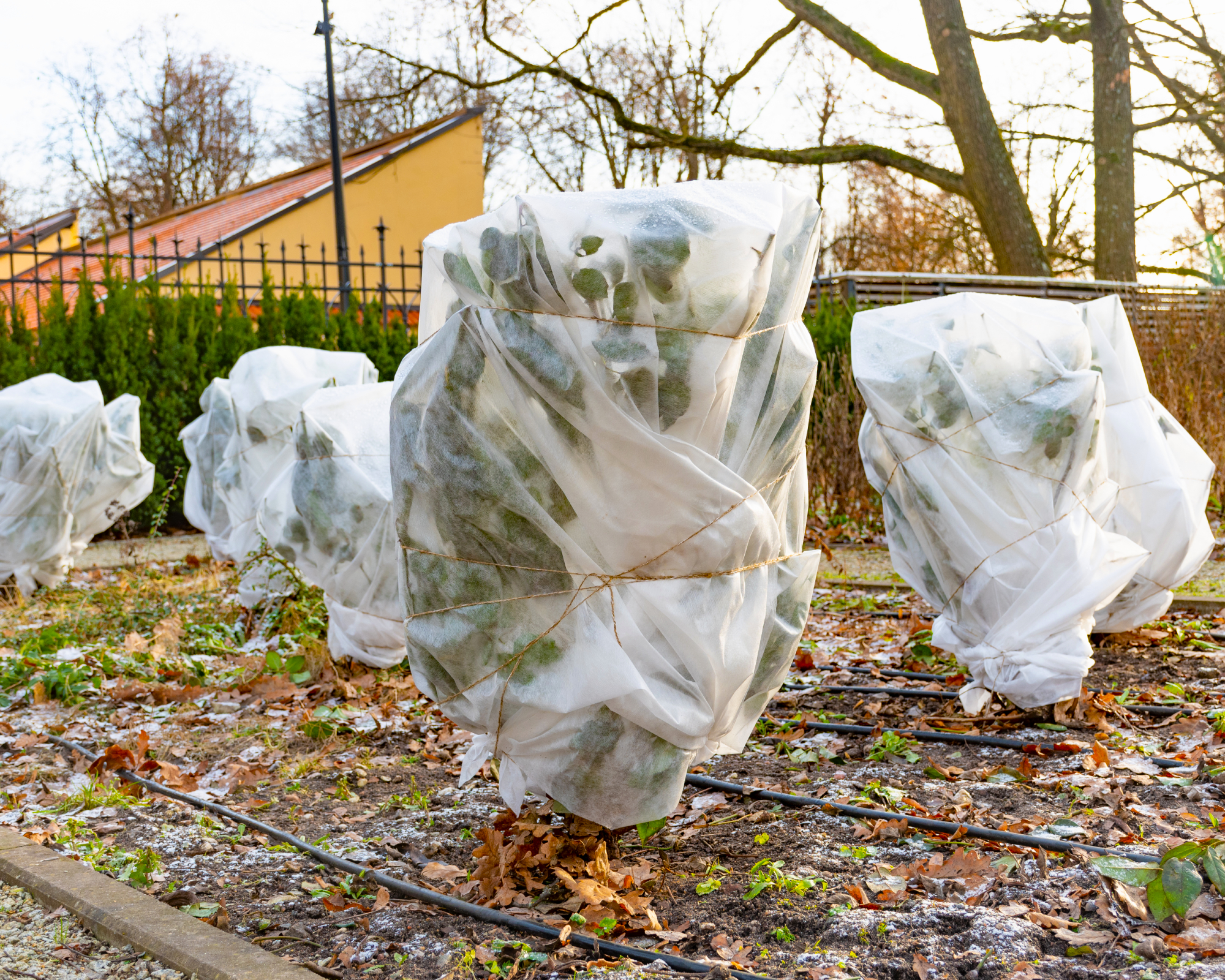 Shrubs wrapped in cloth for winter